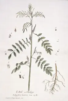 Fabaceae Prints: Indigofera tinctora, indigo