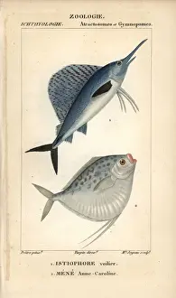 Hippolyte Prints: Indo-Pacific sailfish, Istiophorus platypterus
