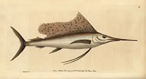 Indo-Pacific sailfish, Istiophorus platypterus
