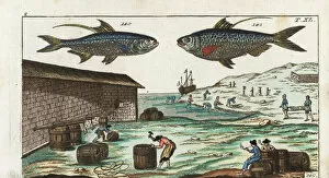 Encyclopedia Gallery: Indo-Pacific tarpon and Chinese gizzard shad