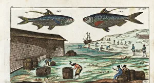 Encyclopedia Gallery: Indo-Pacific tarpon and Chinese gizzard shad