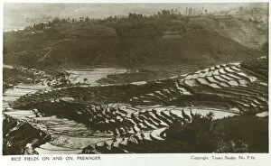 Images Dated 20th April 2011: Indonesia - Java - Rice Fields at Preanger