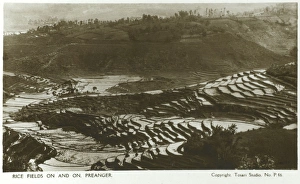 Images Dated 20th April 2011: Indonesia - Java - Rice Fields at Preanger
