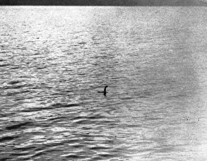 Loch Gallery: An infamous image of the Loch Ness Monster