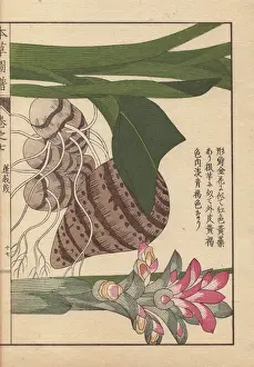 Ayurveda Prints: Inflorescence and rhizome of round turmeric, Curcuma rotunda