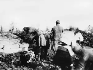 Informal armistice 1914