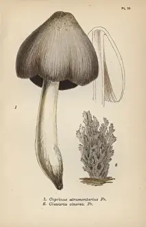 Mordecai Prints: Ink mushroom, Coprinus atramentarius 1