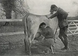 Inmates practise milking at Claydon Training Centre, Suffolk