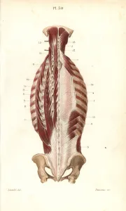 Masse Prints: Inner muscles of the back