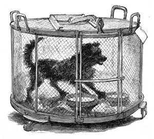 Observe Prints: Inoculated dog in cage