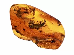 Tertiary Period Gallery: Insect in amber