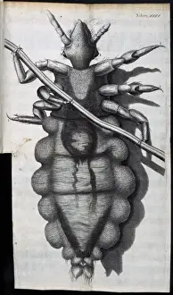 Insect body