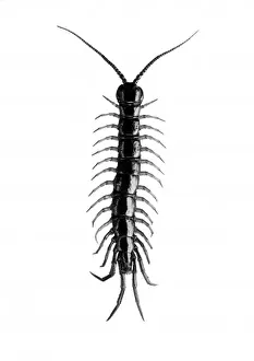 Insect / Centipede