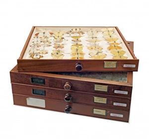 New Zealand Gallery: Insect Collection of Sir Joseph Banks (1743 - 1820)