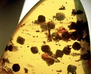 Miocene Gallery: Insect droppings in Dominican amber