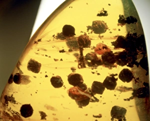 Miocene Gallery: Insect droppings in Dominican amber