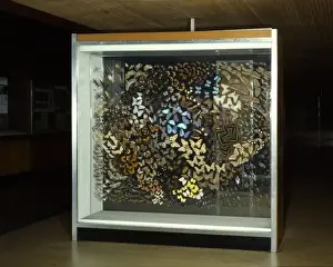 Insect Gallery