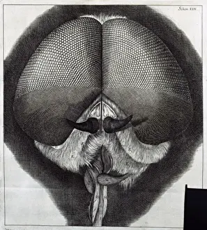 Enlarged Prints: Insect Head. Sch XXIV