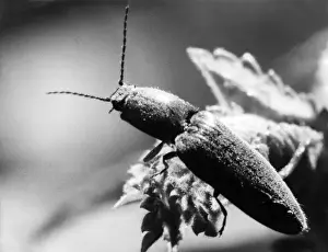 Insect on Rose Leaf