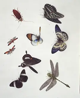 Insect species of China