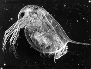 Insect / Water Flea