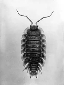 Leatherback Prints: Insect / Wood Louse