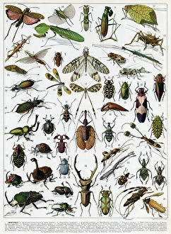 Beetles Gallery: Insectes - Insects