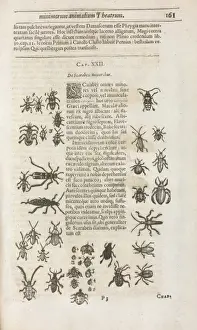 Insectorvum sive Minimorum Animalium Theatrvm, E. Wottono, C. G