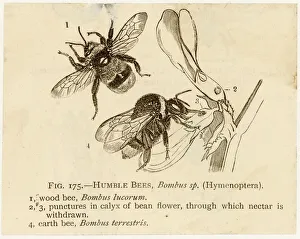 Insects/Bee