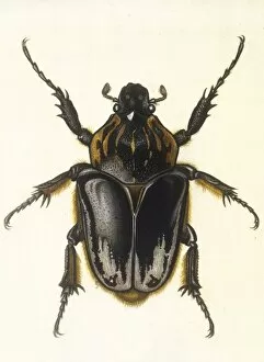 Scarab Gallery: Insects / Beetle / Scarab