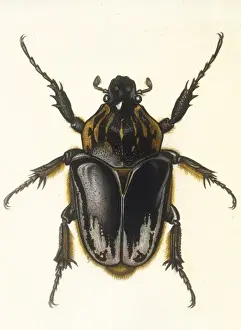Insects / Beetle / Scarab