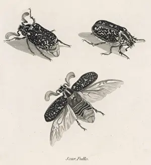 Scarab Prints: Insects / Beetles / Hercules