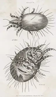 Hairy Prints: Insects / Cheese Mite