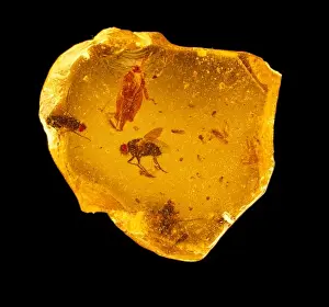 Brachycera Prints: Insects in copal