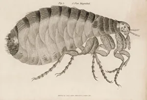 1810 Collection: Insects / Flea