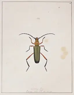 Abbot Prints: Insects of Georgia