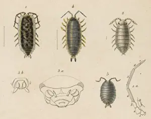 Insects / Lice