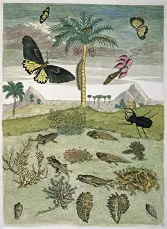 Insects, plants & shells against landscape