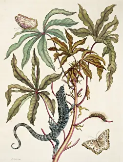 Hexapoda Prints: Insects of Surinam