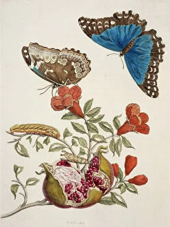 Anna Maria Sibylla Merian Gallery: Insects of Surinam