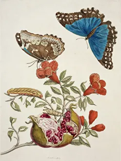 America Gallery: Insects of Surinam