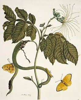Insects of Surinam