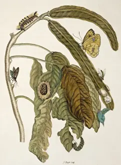 Insects of Surinam