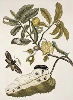 Anna Maria Sibylla Merian Gallery: Insects of Surinam