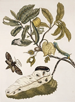 Annona Gallery: Insects of Surinam