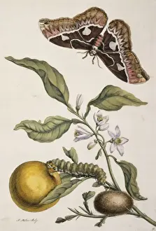 Insects of Surinam