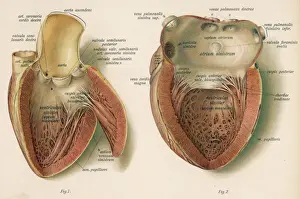 Heart Prints: Inside the Heart