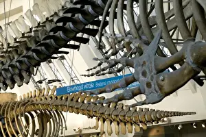 Indoor Prints: Inside the Natural History Museums Mammal and Whale Gallery