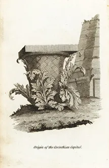 Draughtsman Prints: The inspiration for Callimachus Corinthian capital