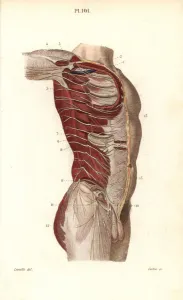 Leveille Prints: Intercostal nerves